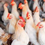 Gripe aviária: UE suspende importações de carne de frango do Brasil e Japão restringe proteína vinda de cidade gaúcha