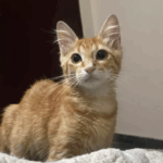Gato Pitico desaparece no Jardim Panamá nessa quinta, 29 de maio