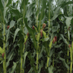 Na reta final da colheita, seca afeta 52% da área plantada em MS – Lado Rural