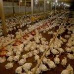 consumo de ovos e frango é seguro, garante conselho veterinário