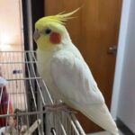 Calopsita Tico desaparece no Vilas Boas; família busca ajuda em Campo Grande