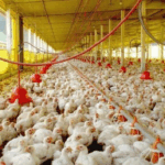 Setor avícola bate recorde com 49,6 mil toneladas de frango exportadas – Lado Rural
