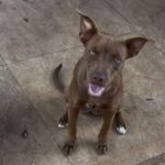 Cadelinha Lua desaparece durante adestramento em Campo Grande; tutora busca ajuda