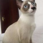 Família oferece R$ 500 por gato Noah desaparecido em Campo Grande