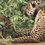 onças Surya e Dakari protagonizam cenas de amor entre mãe e filhote