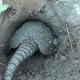 Tatu-peba é flagrado cavando toca no Pantanal em vídeo impressionante