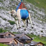 Vacas são retiradas por helicópteros de vila na Su…