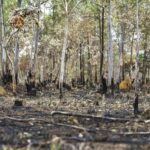 Degradação da Amazônia cresce 163% em dois anos, enquanto desmatamento cai