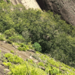 Estudo encontra plantas resistentes ao calor em morros do Espírito Santo