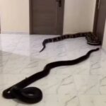 VÍDEO: Homem solta cobras em corredor em protesto…