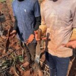 7 paraguaios são resgatados de trabalho escravo em MS