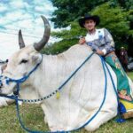 animais ‘sem preço’ roubam a cena em cavalgada