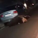 Tamanduá-bandeira perdido assusta moradores em bairro de Coxim nessa segunda