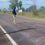 PRF para trânsito na BR-262 para proteger travessia de sucuri em MG