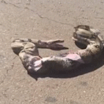 Jiboia morre após atropelamento na Avenida do Poeta em Campo Grande
