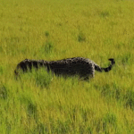 Filhote de onça-pintada é flagrado pela primeira vez no Pantanal; veja vídeo