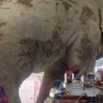 VÍDEO: Elefante selvagem ‘invade’ loja de conveniê…